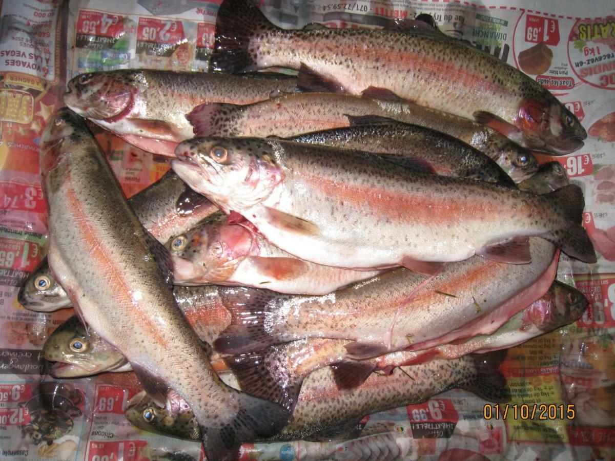 Florennes Gite Neuf 150 M2 Devant Un Grand Lac Prive De 2 Hectares Poissonneux Au Milieu Des Bois Vila Exterior foto